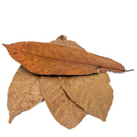 Pile of brown, green, and tan cocoa leaves for aquariums and terrariums by Betta Botanicals.