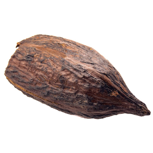 Singular cocoa pod from Sri Lanka showing its woody composition, smooth inside, and rough outside for blackwater botanical betta fish aquariums by Betta Botanicals.