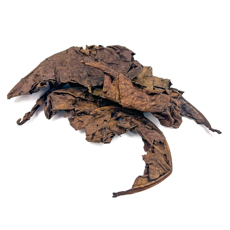 Pile of brown and crinkled fermented Indian almond leaves and catappa leaves for aquariums by Betta Botanicals.