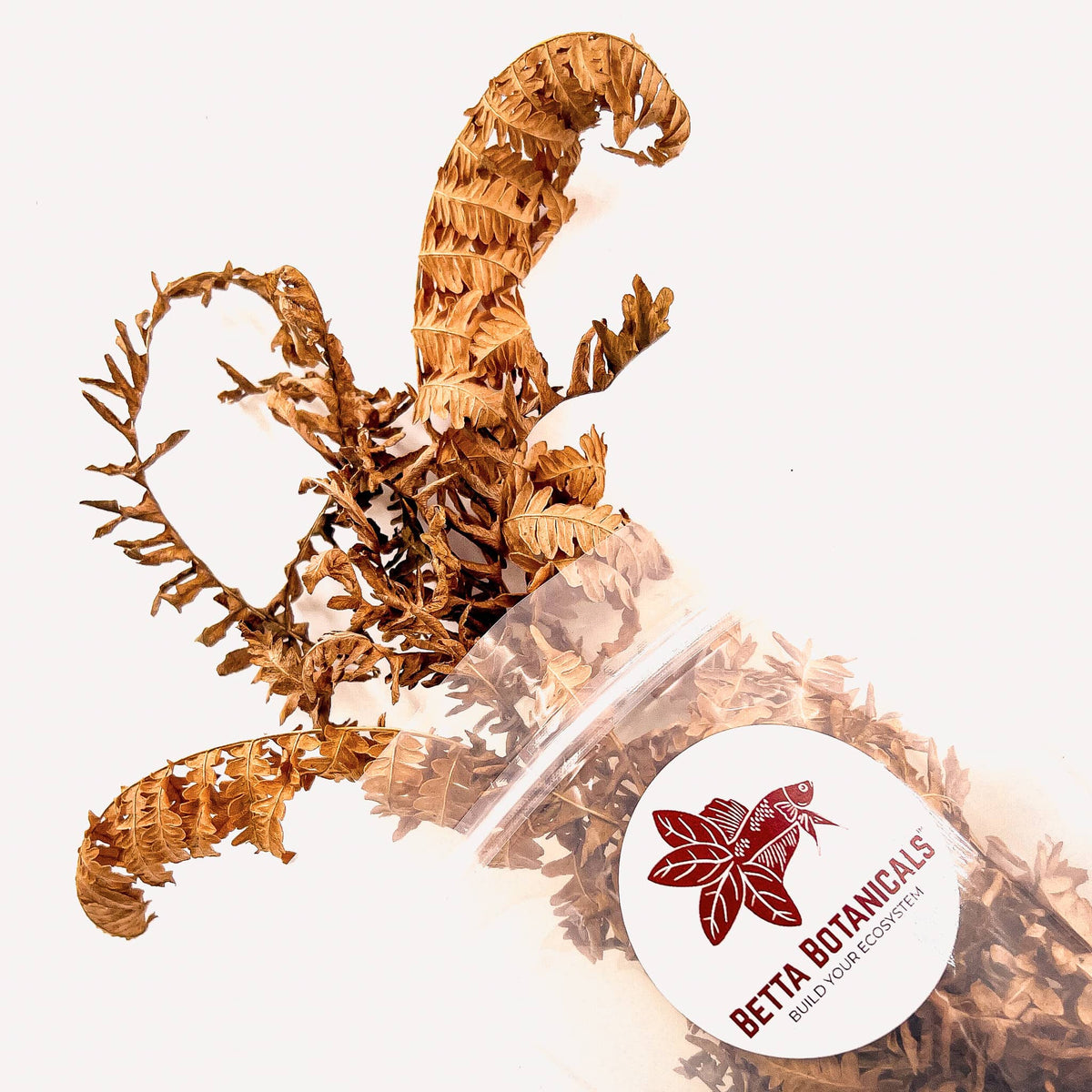 Fern frond leaf litter in clear sustainable packaging by Betta Botanicals, aquarium botanicals for blackwater and biotope aquariums.