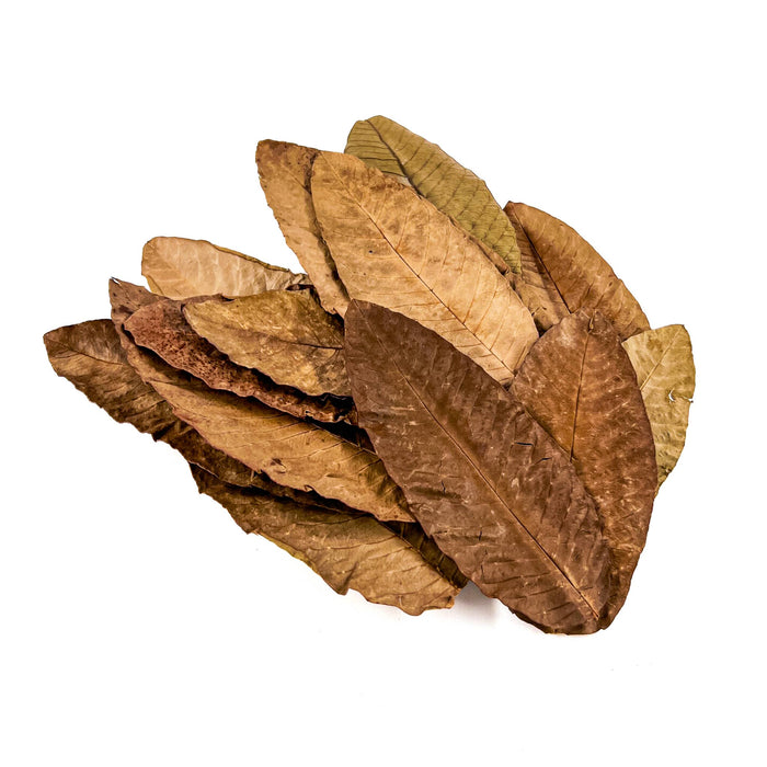 Pile of brown, tan, and green guava leaves for aquariums and terrariums by Betta Botanicals.