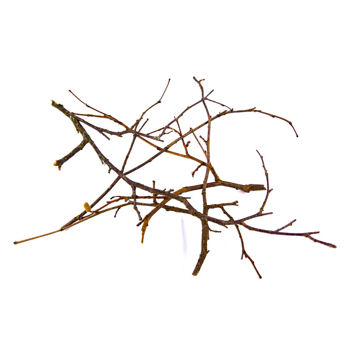 Dark brown and black hazelnut twigs from Betta Botanicals showcasing their branching and intricate structure for blackwater betta fish tanks.