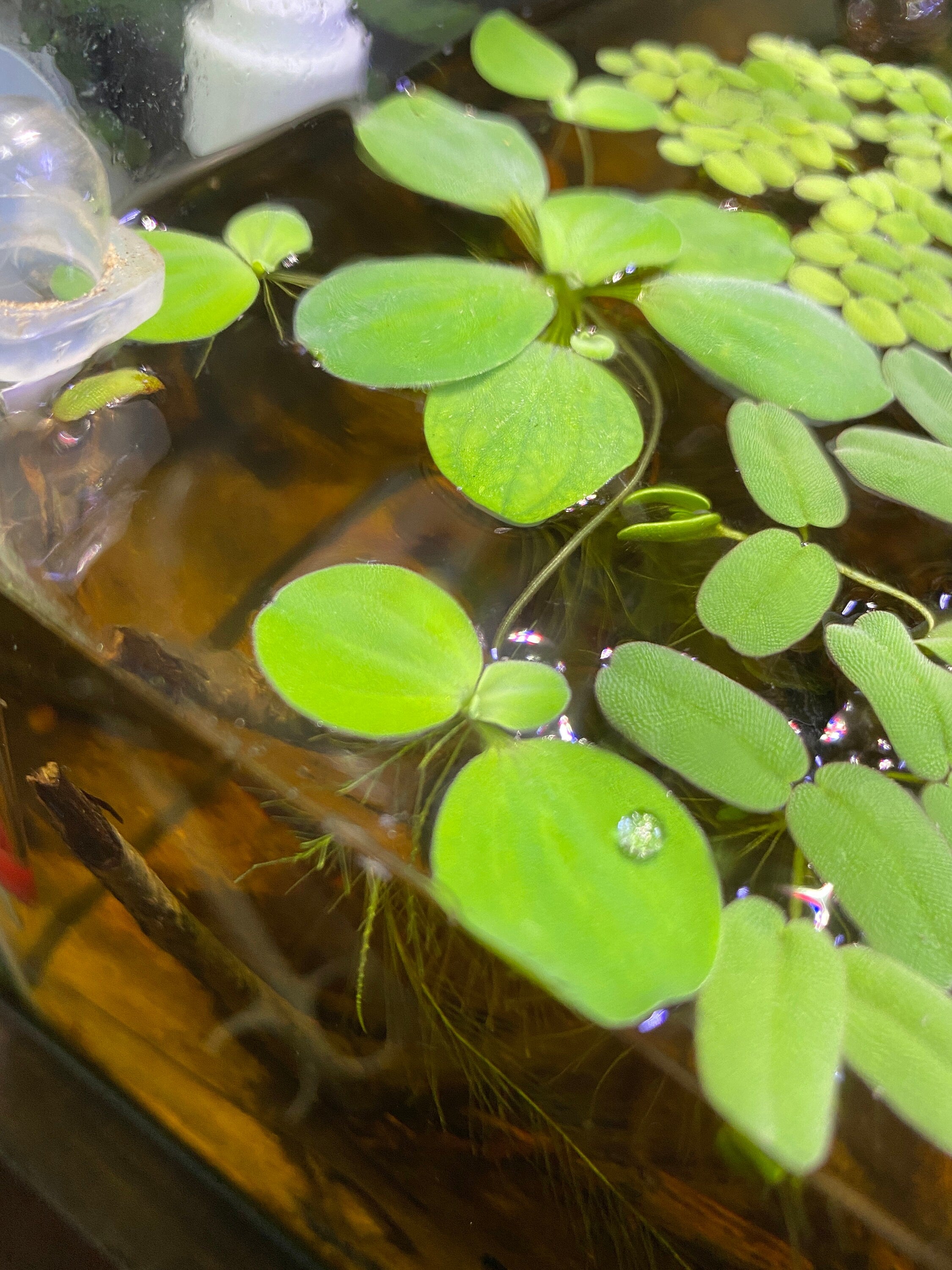 Dwarf water lettuce in a botanical style aquarium by Betta Botanicals, for betta fish tanks and blackwater biotope aquariums.