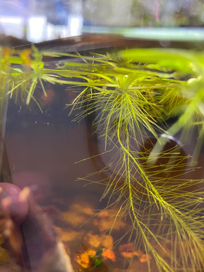 Pistia stratiotes in a botanical aquarium by Betta Botanicals, for planted tanks, betta aquariums and blackwater aquariums.