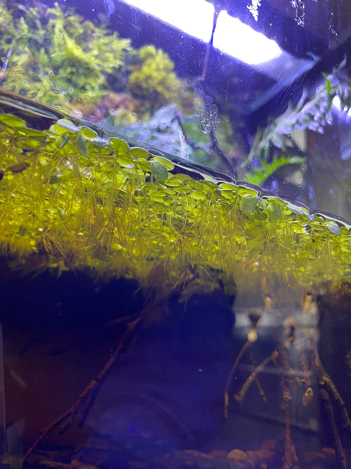 Salvinia minima in a botanical method aquarium by Betta Botanicals, for betta fish tanks and aquascaping.