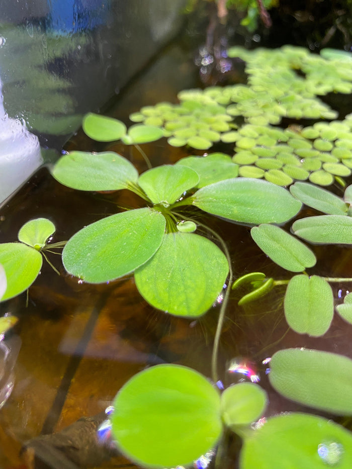 Dwarf water lettuce by Betta Botanicals, for planted tanks, betta fish tanks, and botanical aquariums.