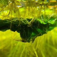 Nettle Leaves by Betta Botanicals floating in Salvinia minima roots.