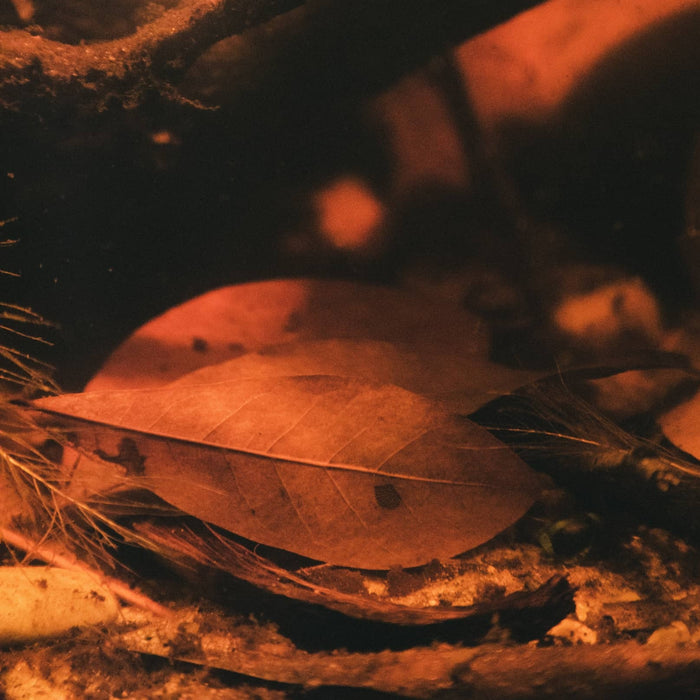 Shingles oak leaves in a blackwater aquarium by Betta Botanicals, for betta fish and biotope aquariums.