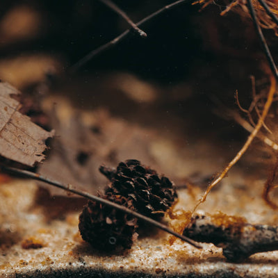 Australian pine cones in a botanical aquarium by Betta Botanicals, for betta fish tanks and North American Biotope Aquariums.