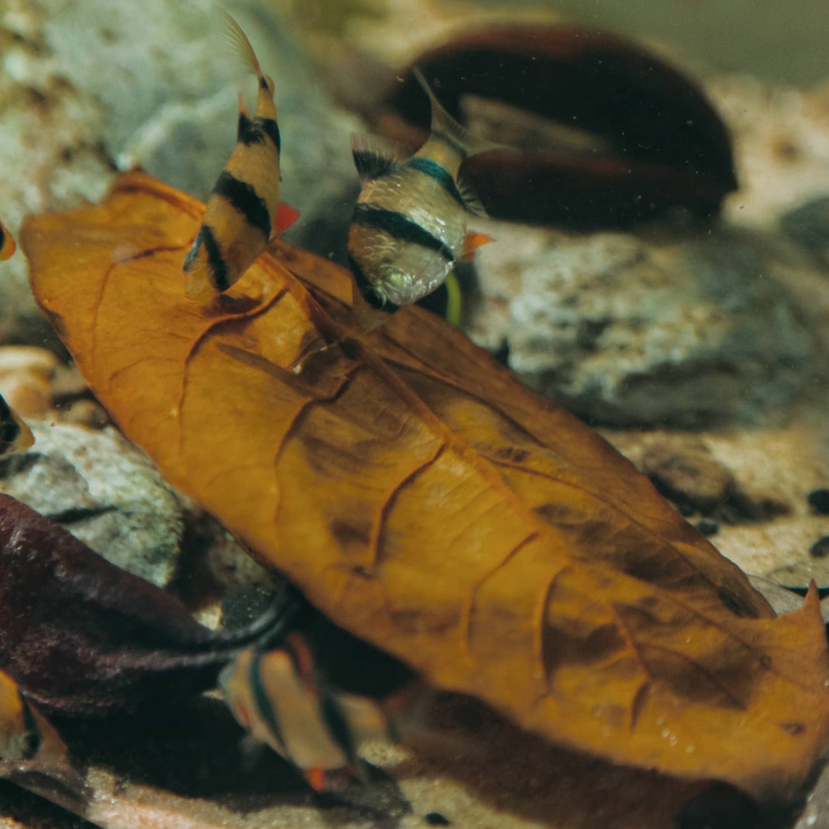 Jackfruit leaves in a botanical aquarium with fish by Betta Botanicals, for fish tanks and blackwater aquariums.