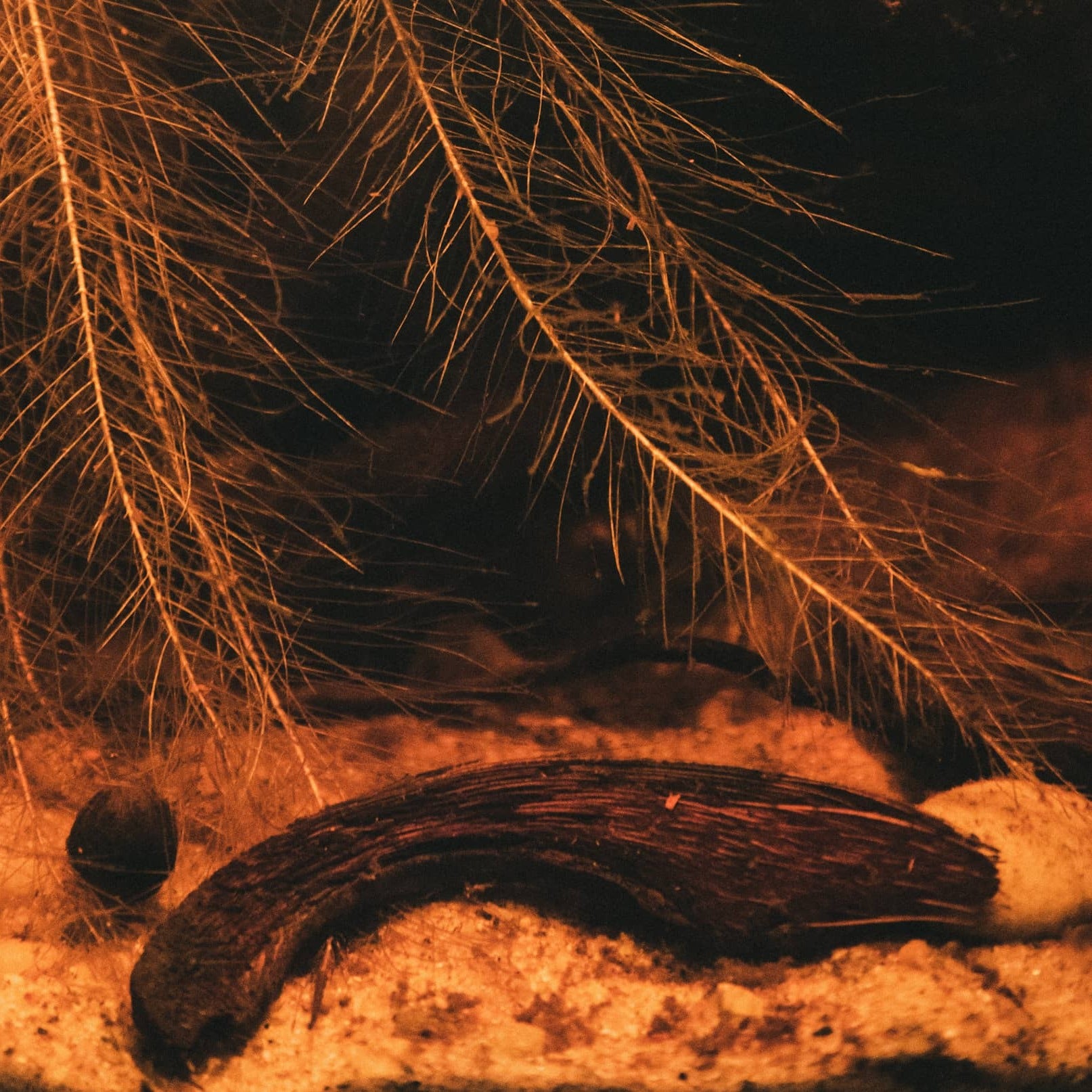 Coconut Husks inside an aquarium with brown tinted water by Betta Botanicals, for betta fish tanks and blackwater aquariums.