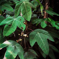 macaranga leaf growing in the jungle by betta botanicals, for betta fish tank, blackwater biotopes, and nature aquariums. 