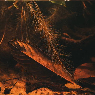 Loquat leaves inside a botanical blackwater aquarium by Betta Botanicals.