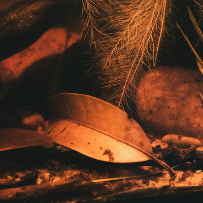 Mango leaves in a botanical aquarium by Betta Botanicals, for blackwater biotopes and ecosystem aquariums.