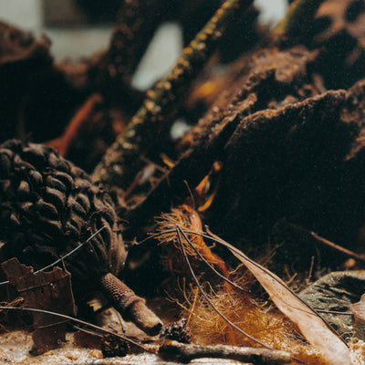 The Everglades Botanical Variety Pack in a botanical aquarium by Betta Botanicals.