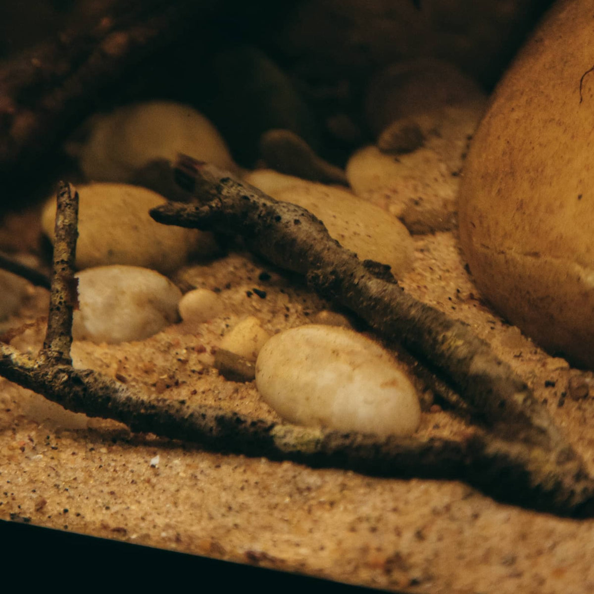 Oak twigs inside a botanical style aquarium by Betta Botanicals, for Betta fish and blackwater aquariums.