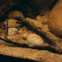 Oak twigs inside a botanical style aquarium by Betta Botanicals, for Betta fish and blackwater aquariums.