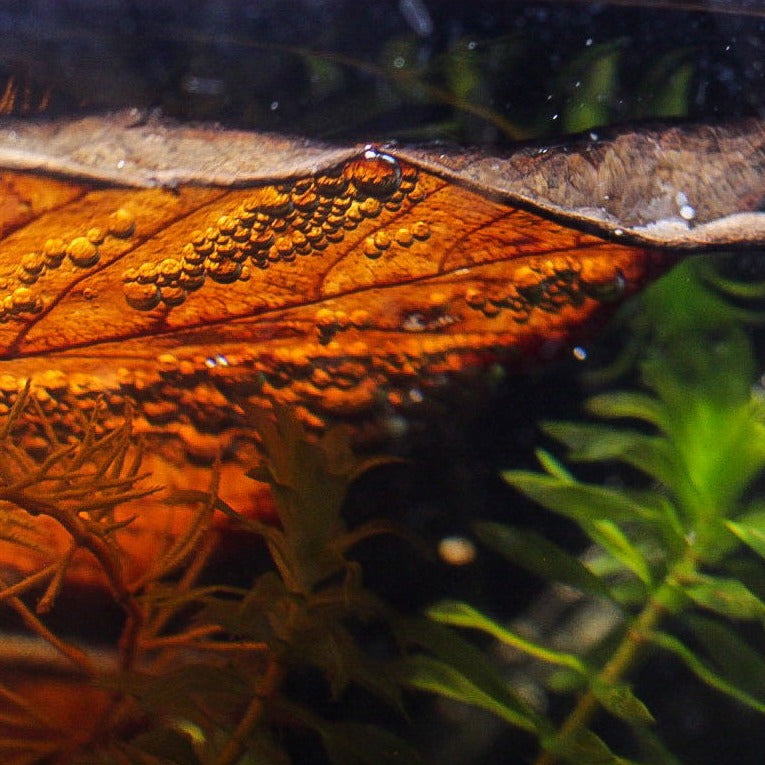 macaranga leaf floating inside a betta aquarium by betta botanicals, for betta fish tank, blackwater biotopes, and nature aquariums. 