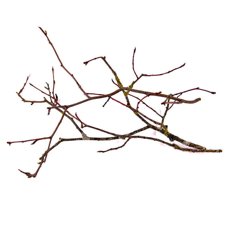 Dark black/brown ironwood twigs with encrusted lichens on them for blackwater botanical style/method aquariums by Betta Botanicals.
