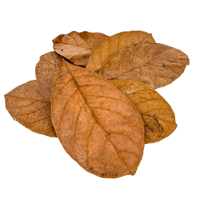 Pile of brown and tan jackfruit leaves for aquariums and terrariums by Betta Botanicals.