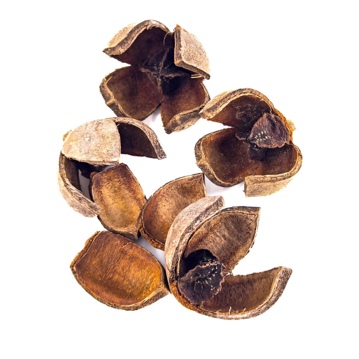 Khaya Pods have four exterior pod sections with a central dark black corn, quite different than other aquarium botanicals we offer at Betta Botanicals.