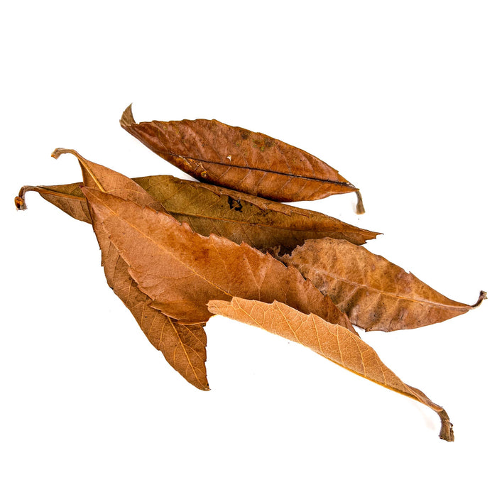 Pile of long, brown, and amber colored loquat leaves for aquariums and terrariums by Betta Botanicals.