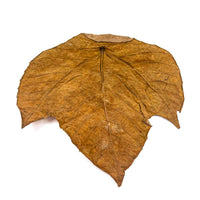 A tan and amber macaranga triloba leaf for aquariums and terrariums by Betta Botanicals.