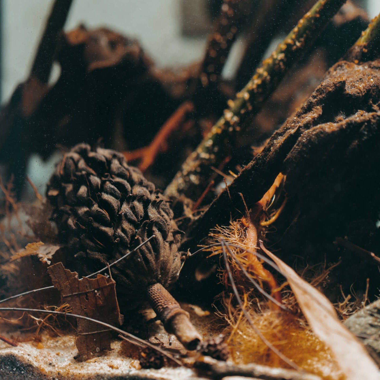 Magnolia seed pod inside an Everglades Biotope Aquarium by Betta Botanicals.