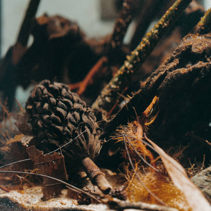 Magnolia seed pod inside an Everglades Biotope Aquarium by Betta Botanicals.