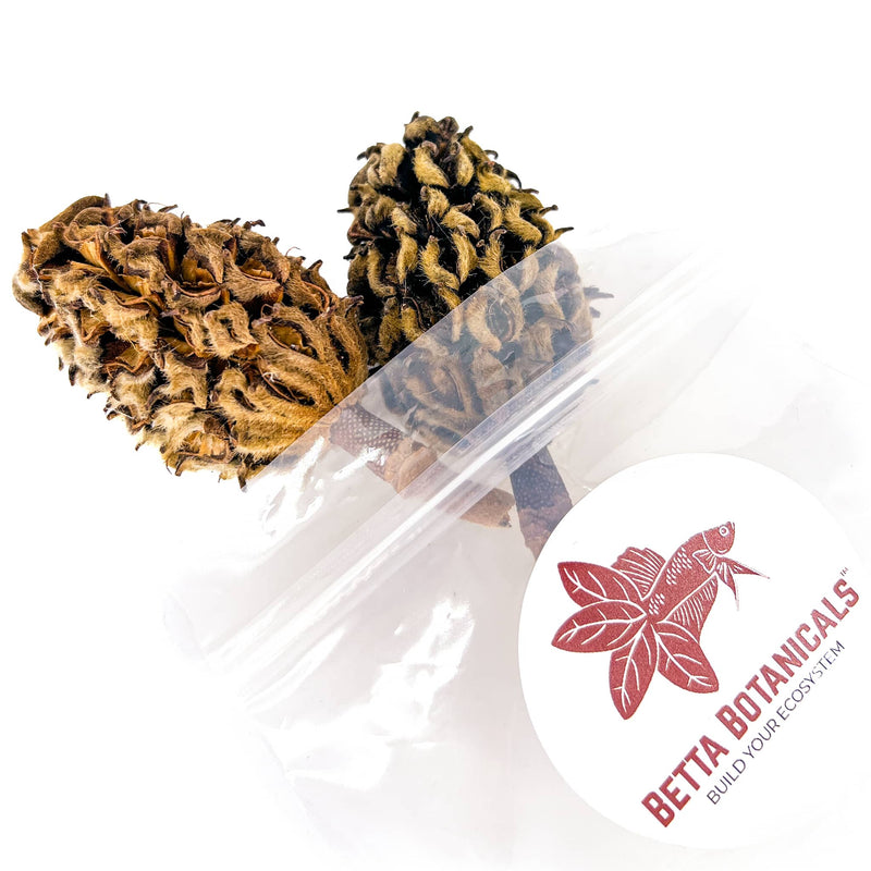 Two palm sized, fuzzy, and brown magnolia grandiflora seed pods for aquariums in clear sustainable packaging by Betta Botanicals.