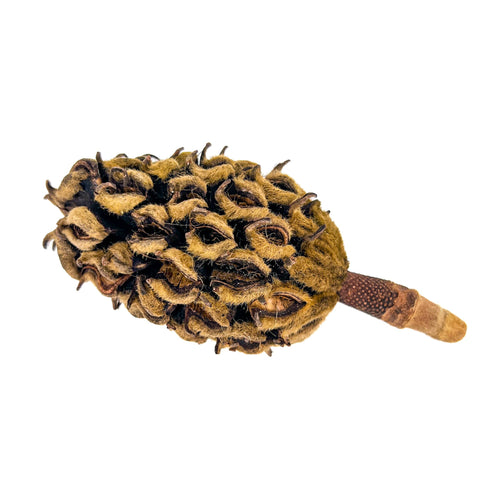 A single brown and fuzzy magnolia grandiflora seed pod for aquariums and terrariums by Betta Botanicals.
