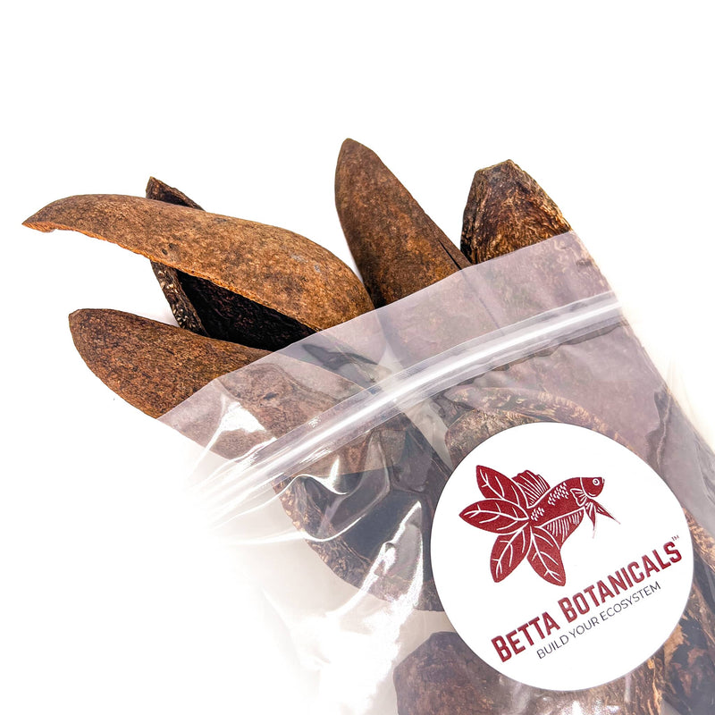 Pile of long, brown, and black mahogany seed pods for aquariums and terrariums in clear sustainable packaging by Betta Botanicals.