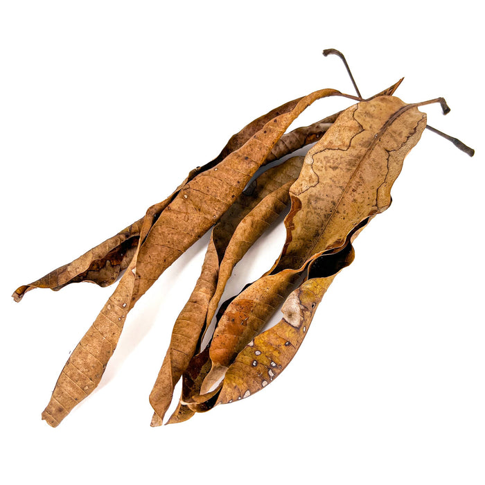 Pile of long, brown, and crinkled mango leaves for aquariums by Betta Botanicals.