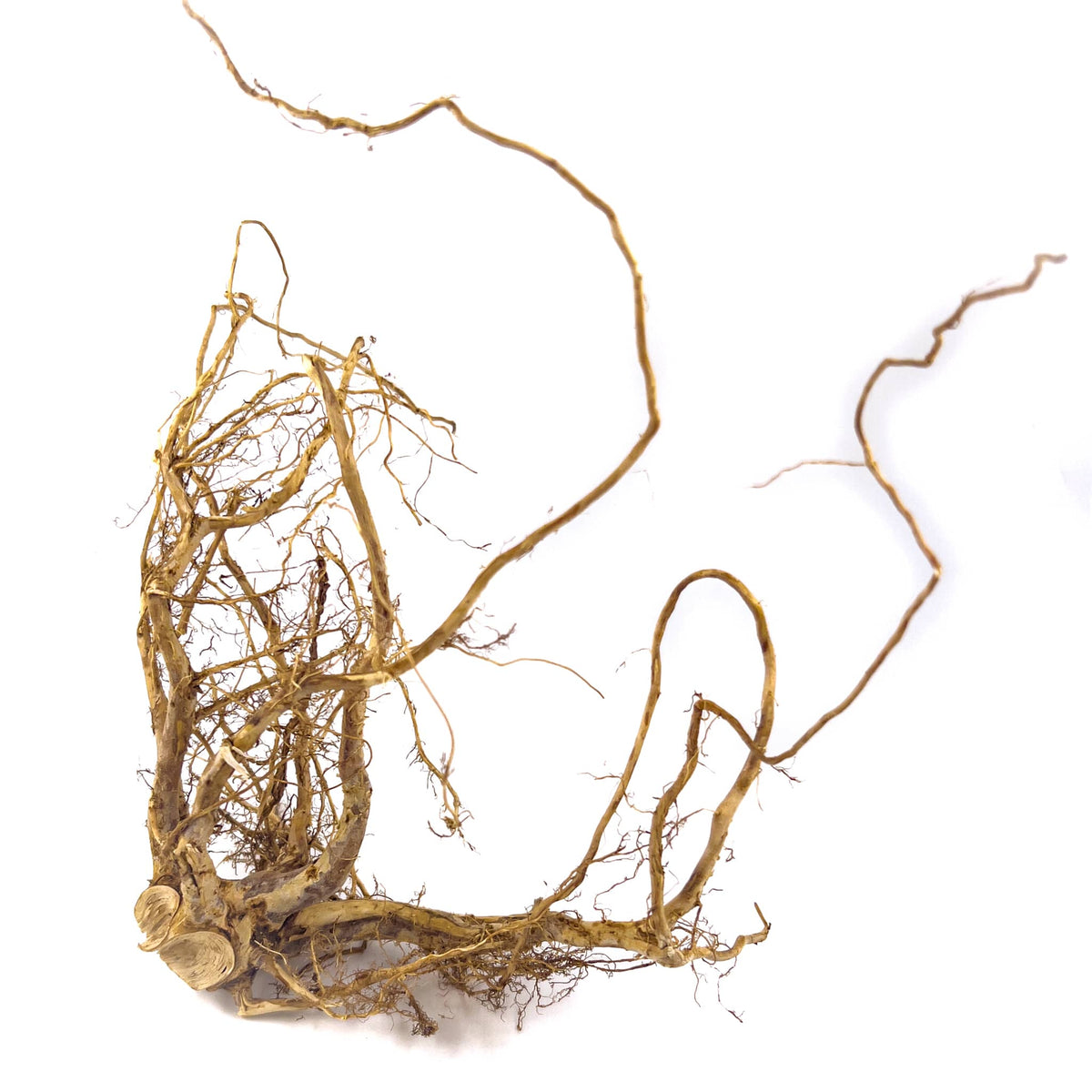 Tangled, spindly, and brown melastoma senggani roots with out stem for aquariums by Betta Botanicals.