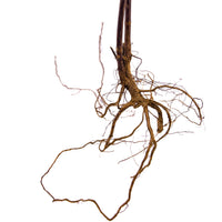 Tangled, spindly, and brown melastoma senggani roots with stem for aquariums by Betta Botanicals.