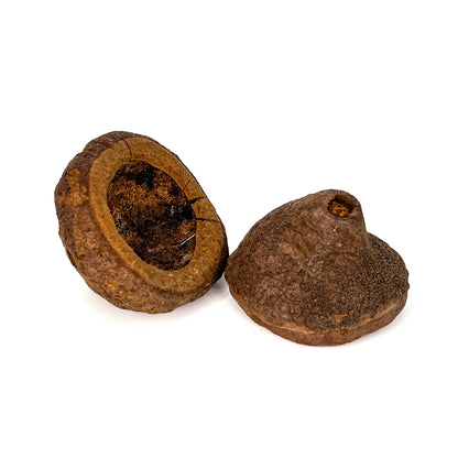 Monkey Pods - Peruvian Blackwater Botanicals in packaging at Betta Botanicals.