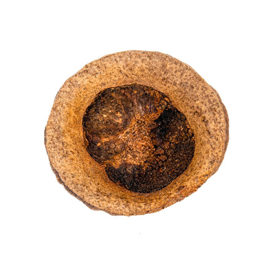 Monkey Pods - Peruvian Blackwater Botanicals laid flat to show rough pod texture at Betta Botanicals.