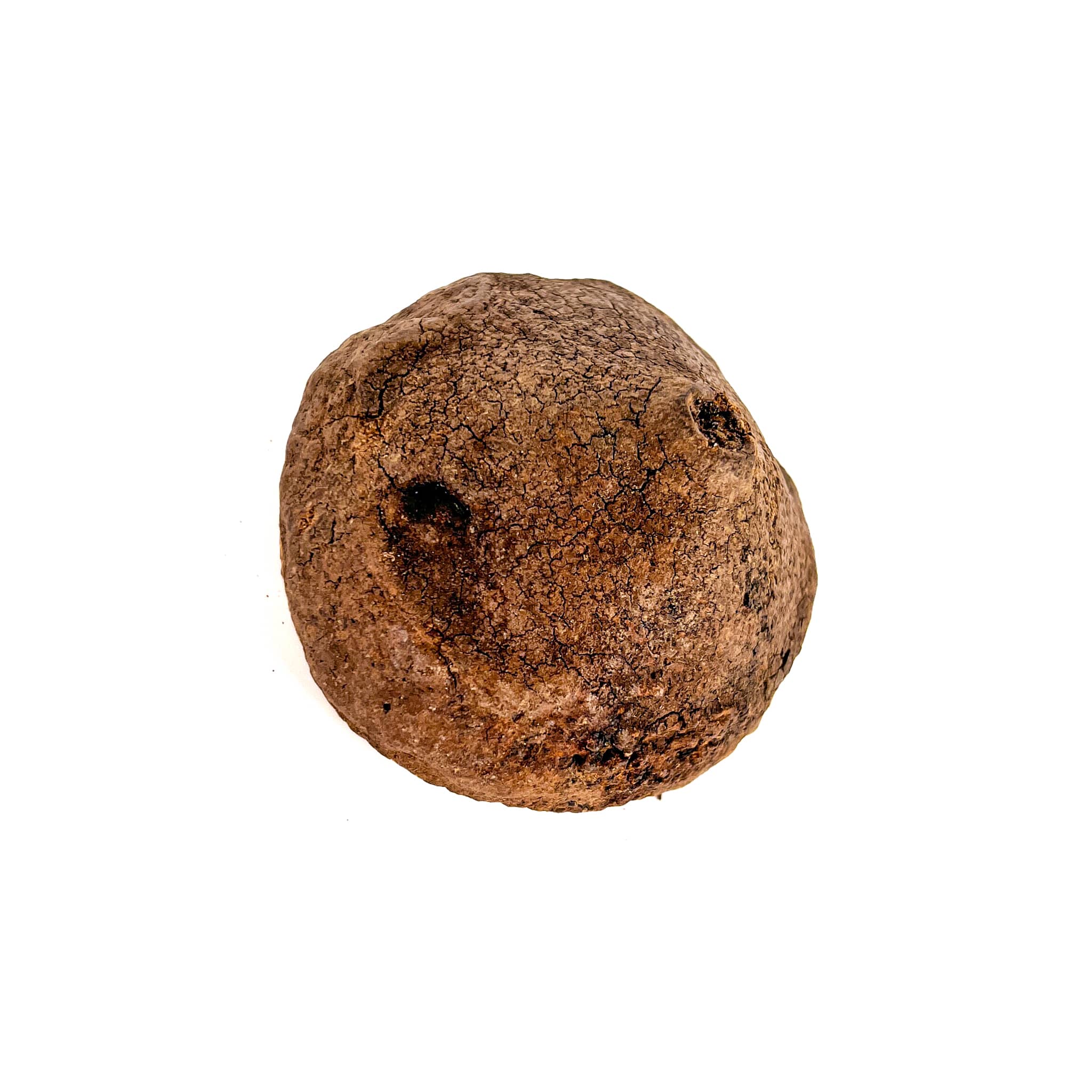 Monkey Pods - Peruvian Blackwater Botanicals showing the brown back of the textured seed pod at Betta Botanicals.