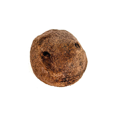 Monkey Pods - Peruvian Blackwater Botanicals showing the brown back of the textured seed pod at Betta Botanicals.