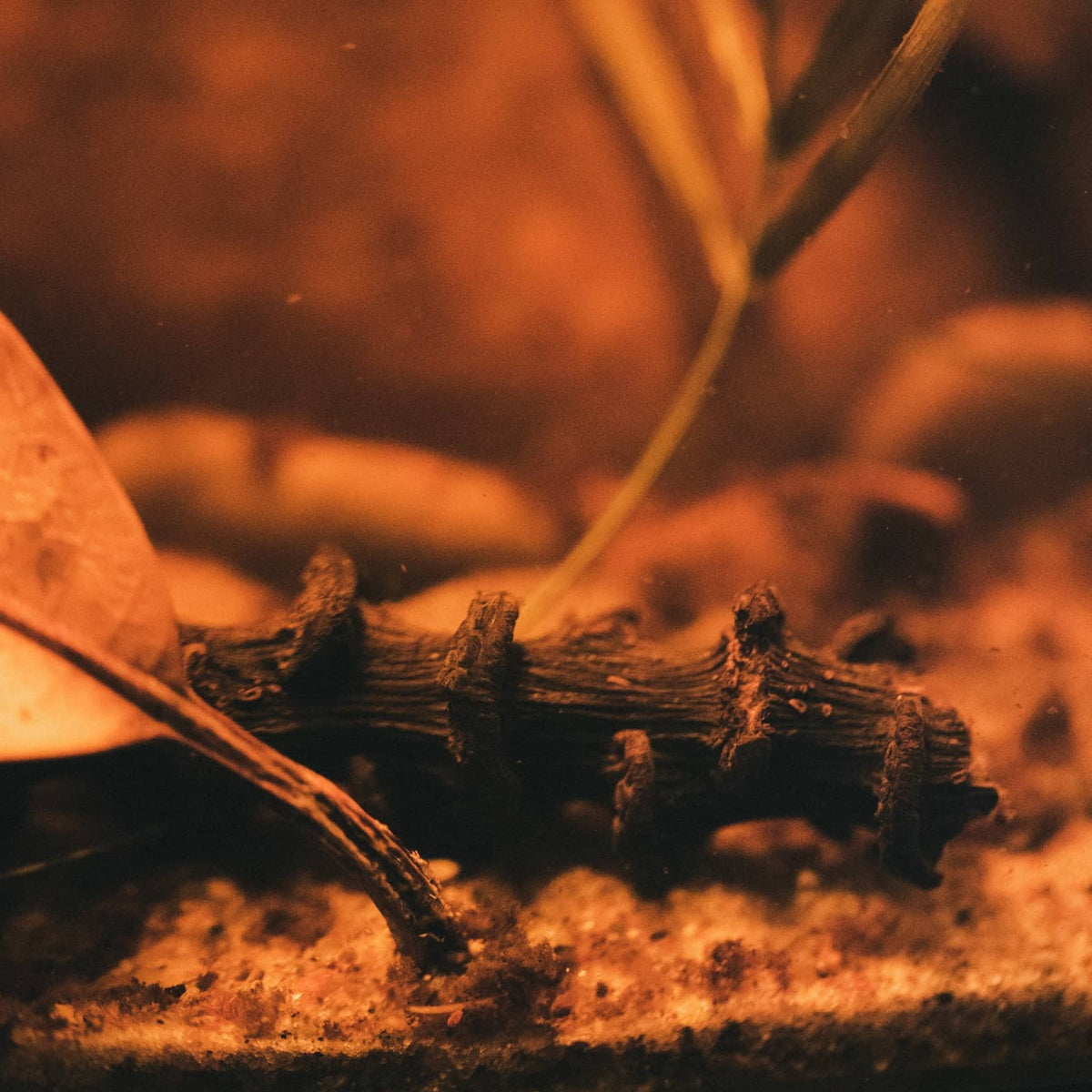 Banana stems inside a botanical blackwater aquarium by Betta Botanicals, for betta fish tanks and biotope aquariums.