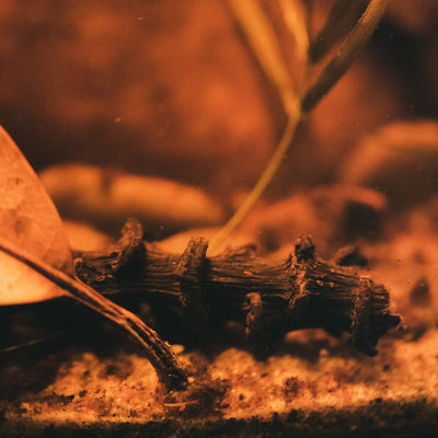 Banana stems inside a botanical blackwater aquarium by Betta Botanicals, for betta fish tanks and biotope aquariums.