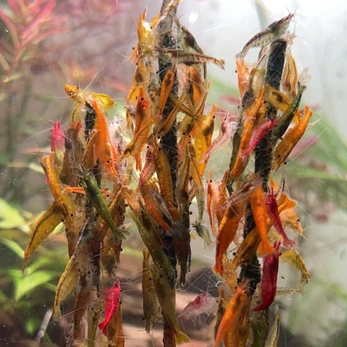 Freshwater shrimp eating a Miyagi's shrimp stick in a botanical method aquarium by Betta Botanicals.