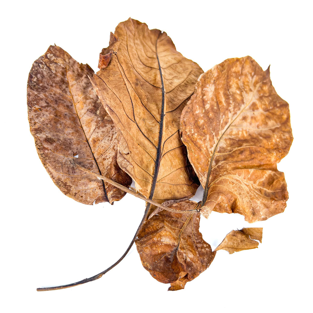 Pile of brown, white, and tan persian walnut leaves for aquariums and terrariums by Betta Botanicals.