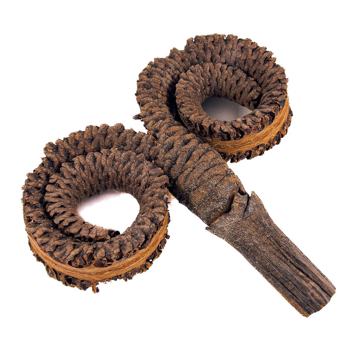 Rams Head Pods have a dark brown color and ruffled texture to them, they are tightly curled aquarium botanicals by Betta Botanicals.