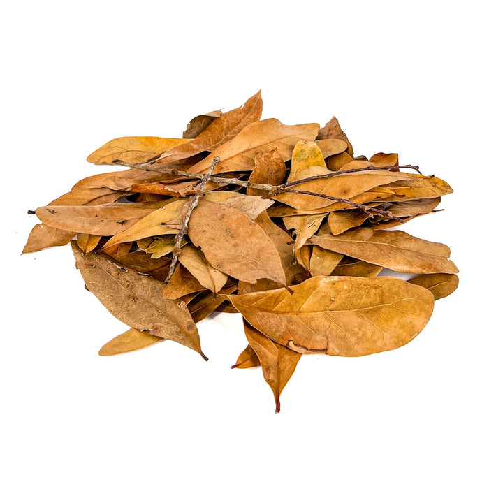 Pile of brown, tan, and amber shingles live oak leaf litter and twigs for aquariums and terrariums by Betta Botanicals.