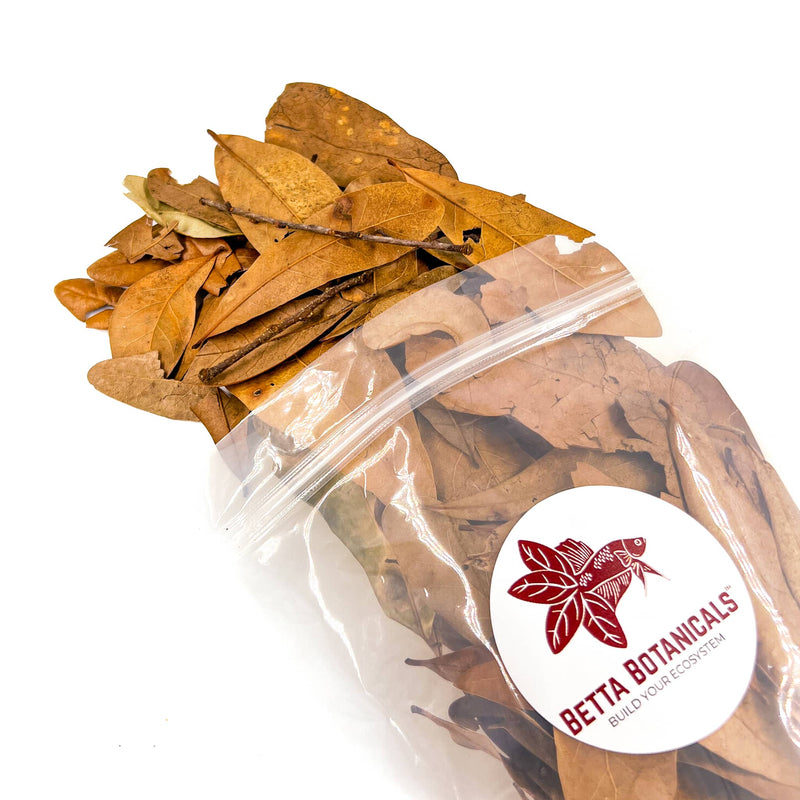 Pile of small, tan, brown, and flat shingles live oak leaf litter and twigs for aquariums and terrariums in clear sustainable packaging by Betta Botanicals.