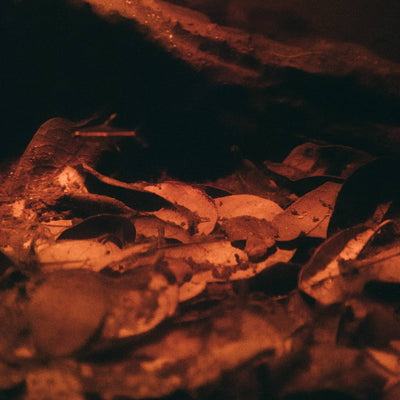 Texas live oak leaf litter in a blackwater botanical method aquarium by Betta Botanicals.