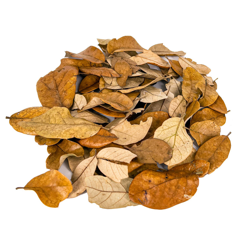 Pile of brown and tan texas live oak leaf litter for aquariums and bioactive enclosures by Betta Botanicals.
