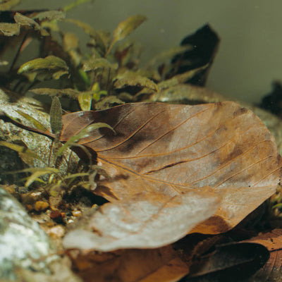 A brown walnut leaf in a planted botanical method aquarium by Betta Botanicals.